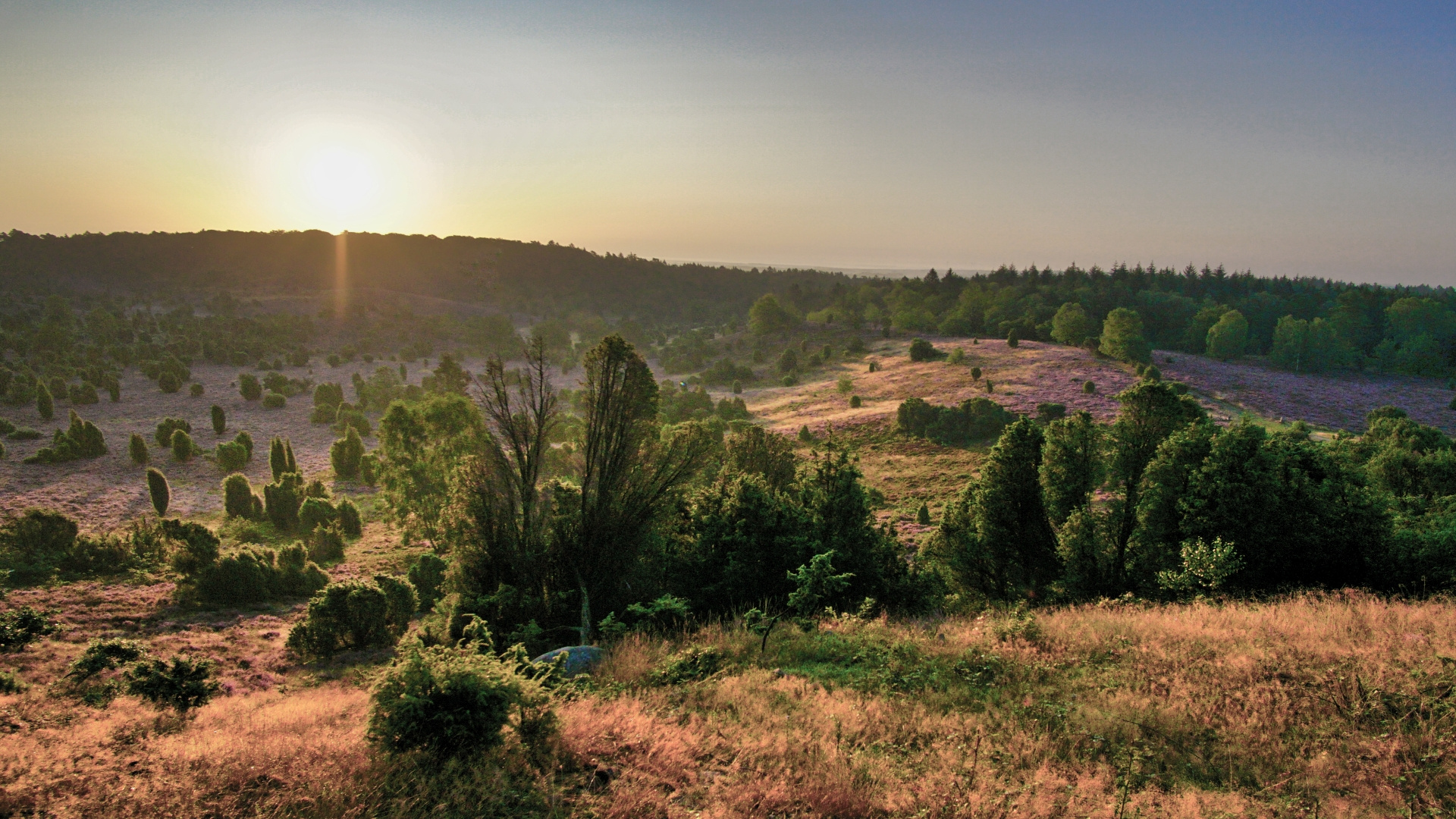 Lüneburger Heide 2019 (Totengrund)