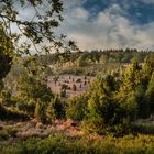 Lüneburger Heide 2019 (Totengrund)