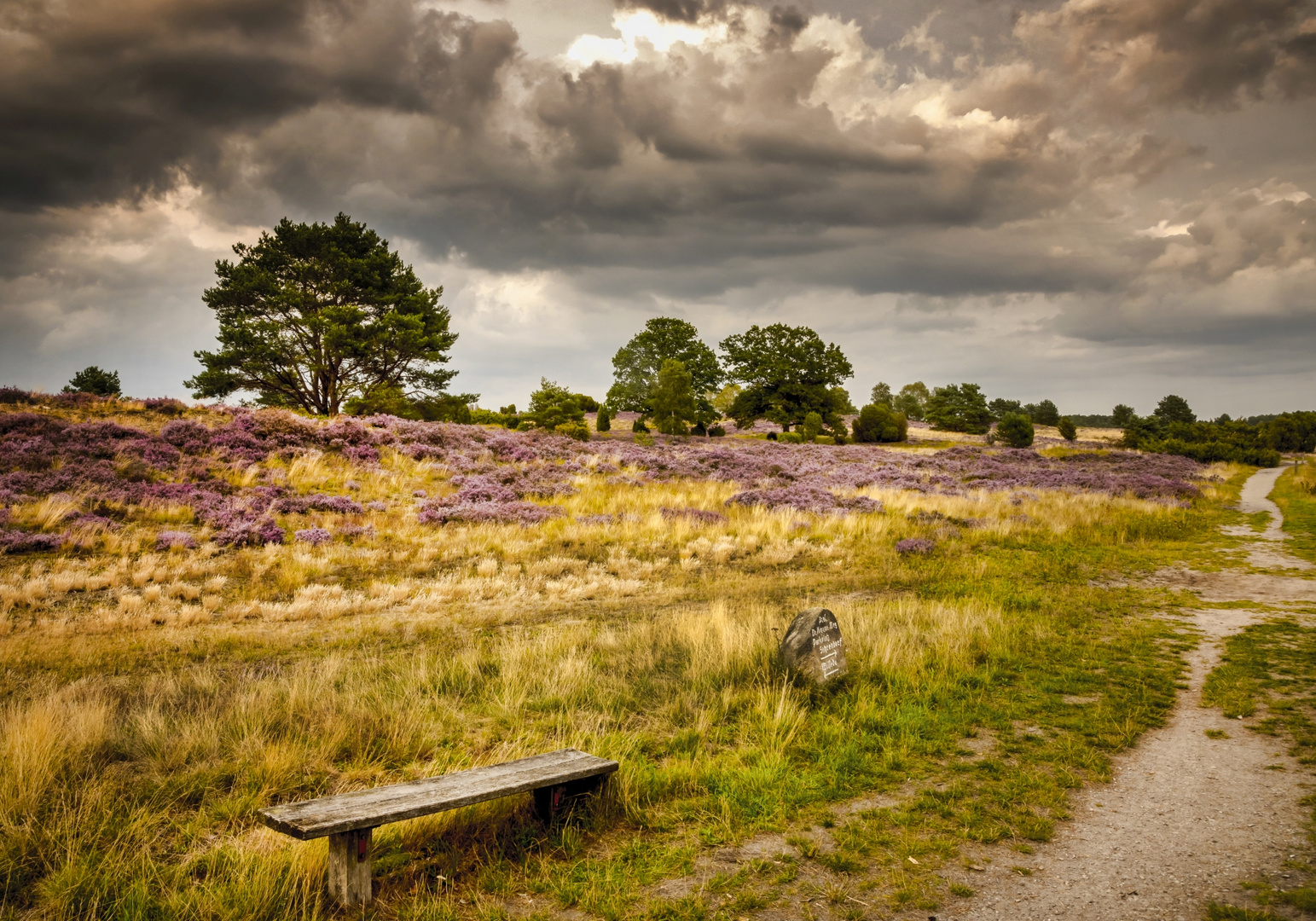 Lüneburger Heide 2019 (Undeloh)