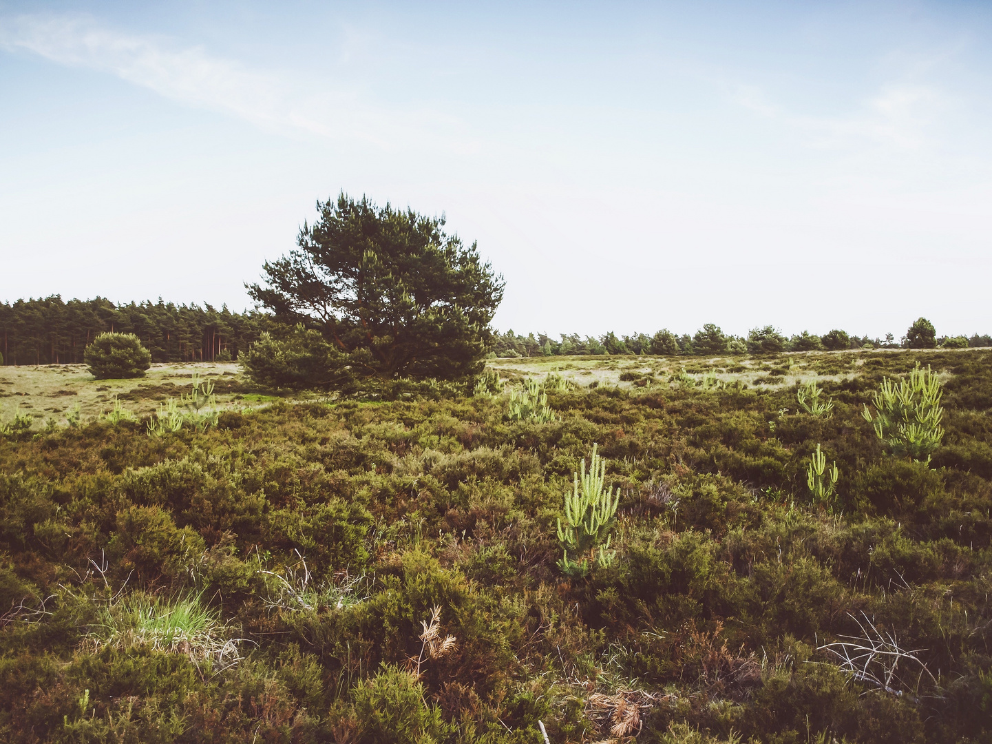 Lüneburger Heide