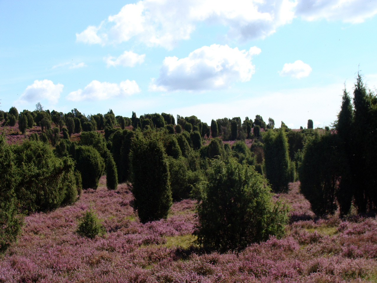 Lüneburger Heide