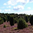 Lüneburger Heide