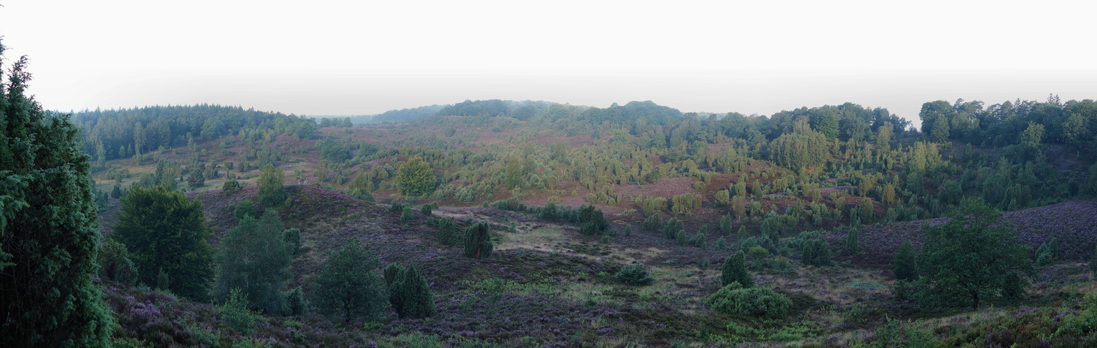 Lüneburger Heide