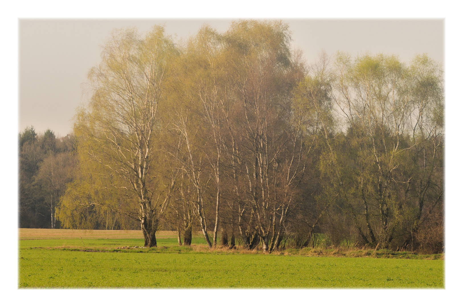 Lüneburger Heide