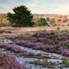 Lüneburger Heide 