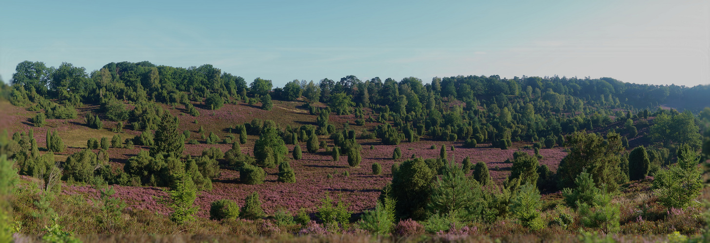 Lüneburger Heide