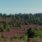 Lüneburger Heide