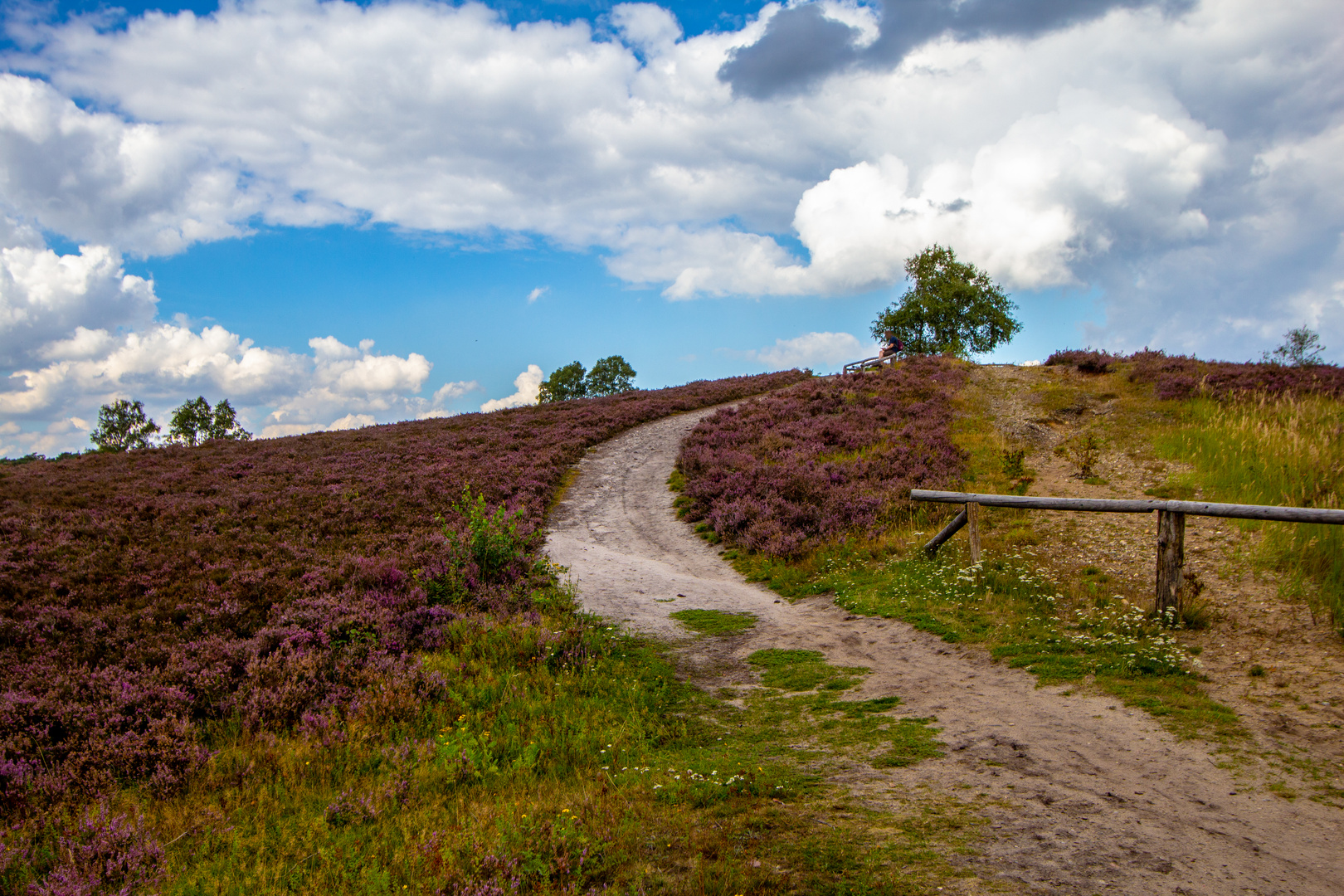 Lüneburger Heide ...