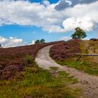 Lüneburger Heide ...