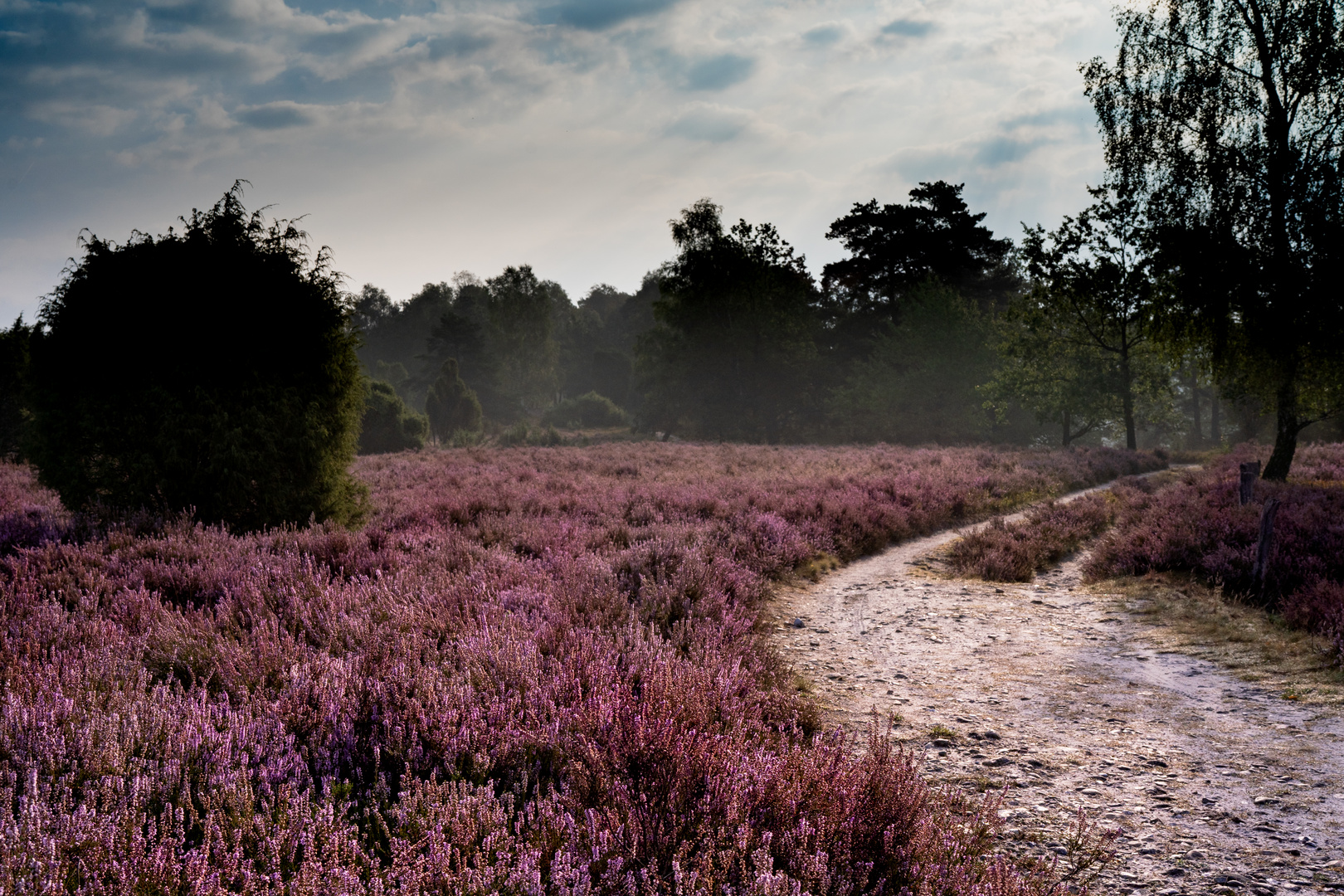 Lüneburger Heide