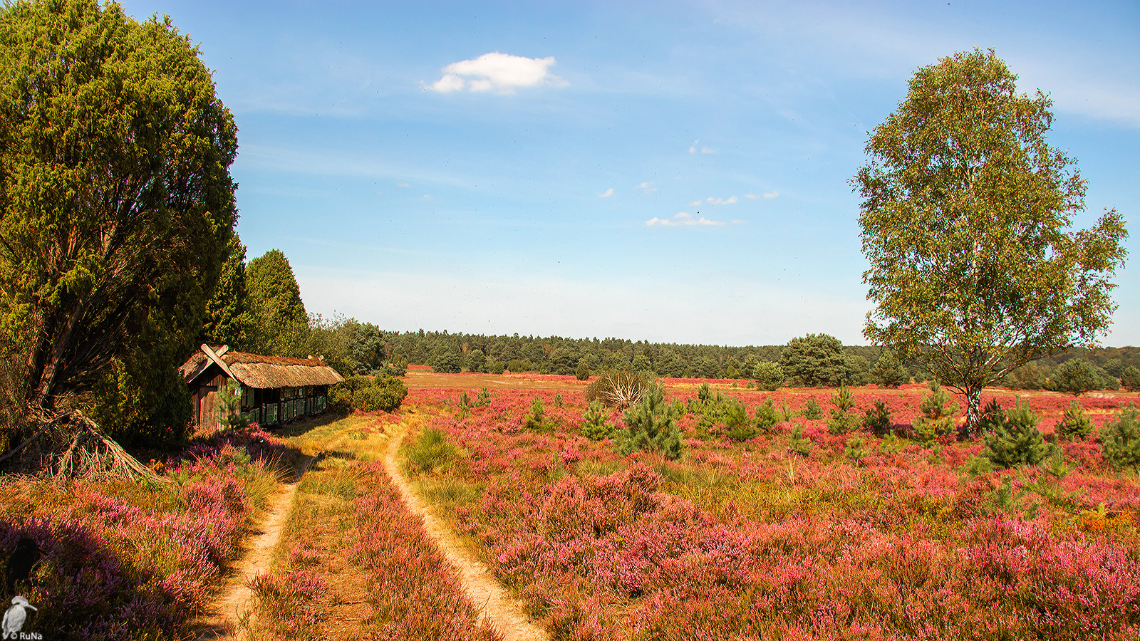 Lüneburger Heide..