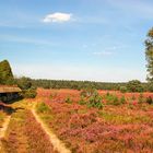 Lüneburger Heide..