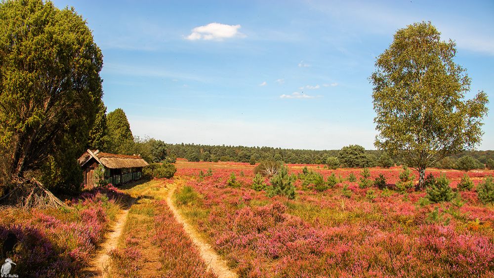 Lüneburger Heide..