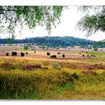 Lüneburger Heide