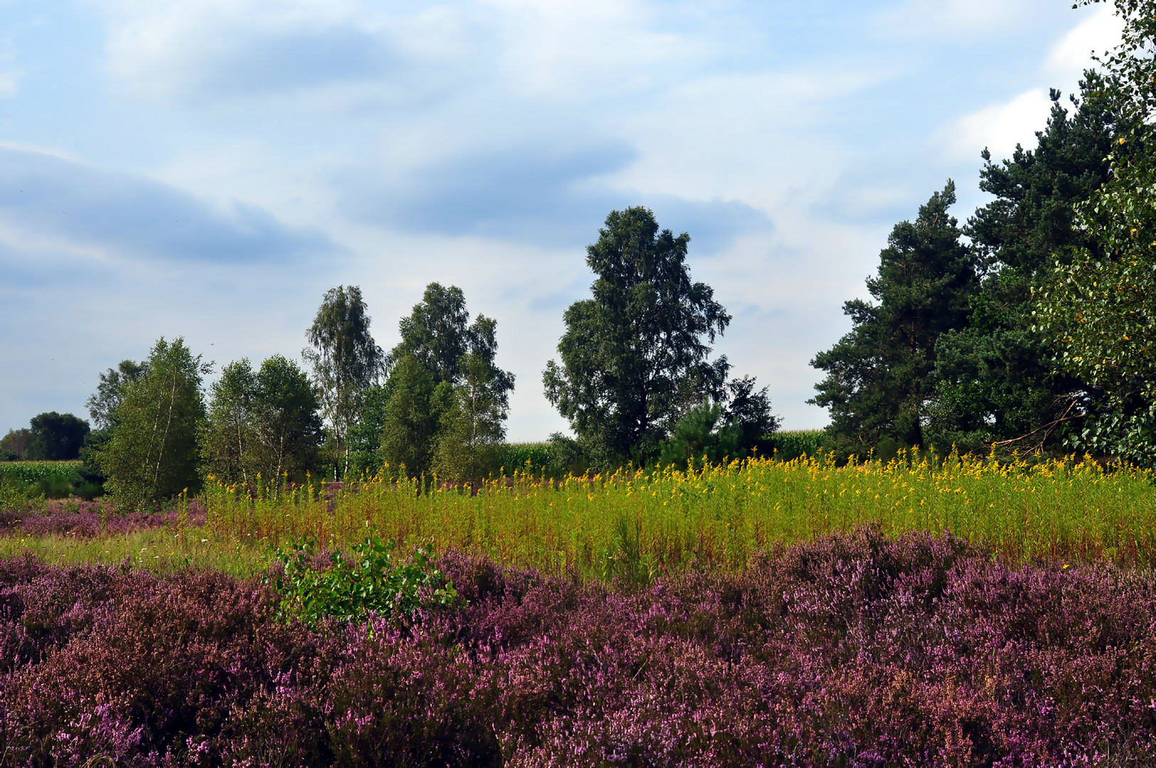 Lüneburger Heide