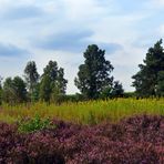 Lüneburger Heide