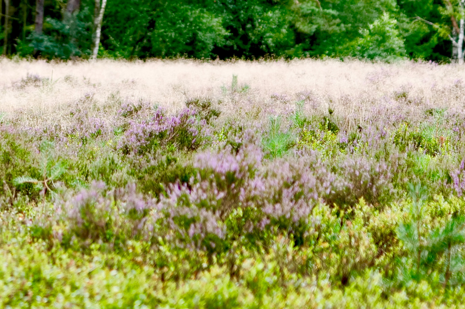 Lüneburger Heide