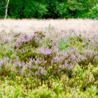 Lüneburger Heide