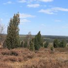 Lüneburger Heide