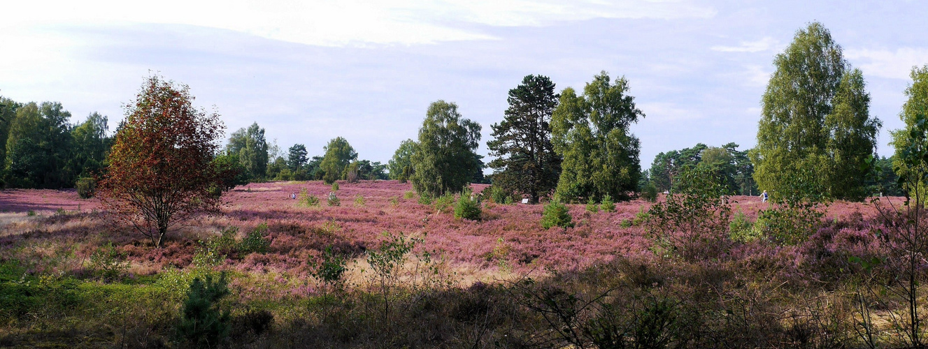 Lüneburger Heide 