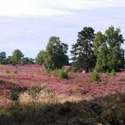 Lüneburger Heide 