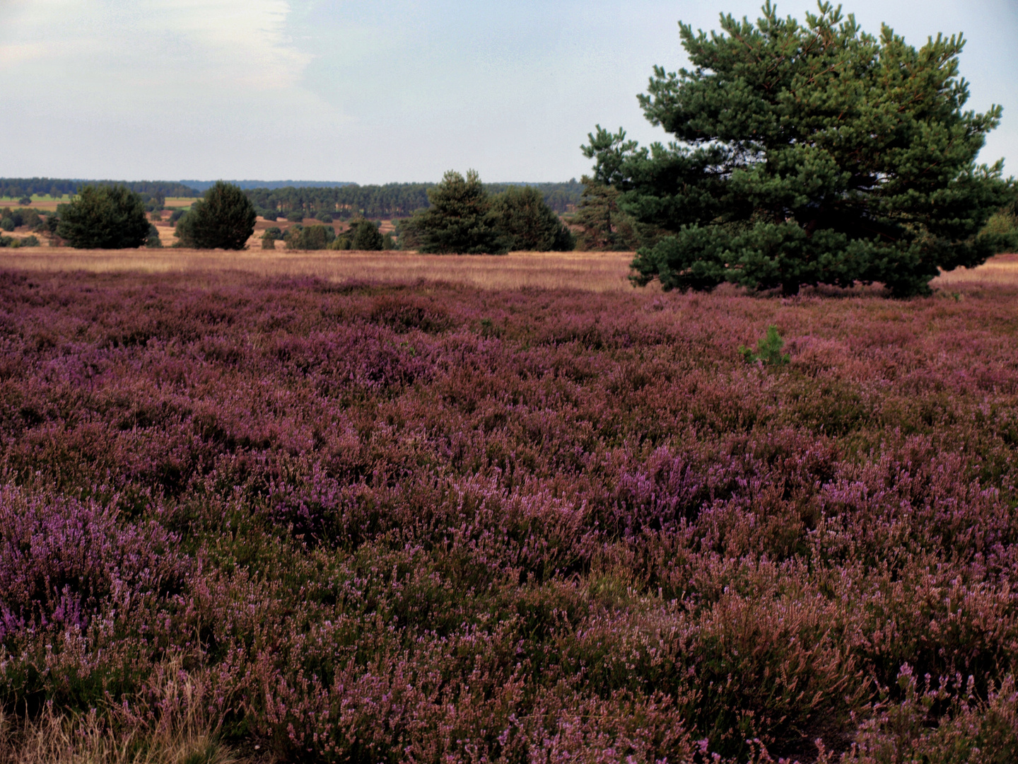 Lüneburger Heide