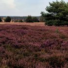 Lüneburger Heide