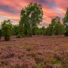 Lüneburger Heide 5