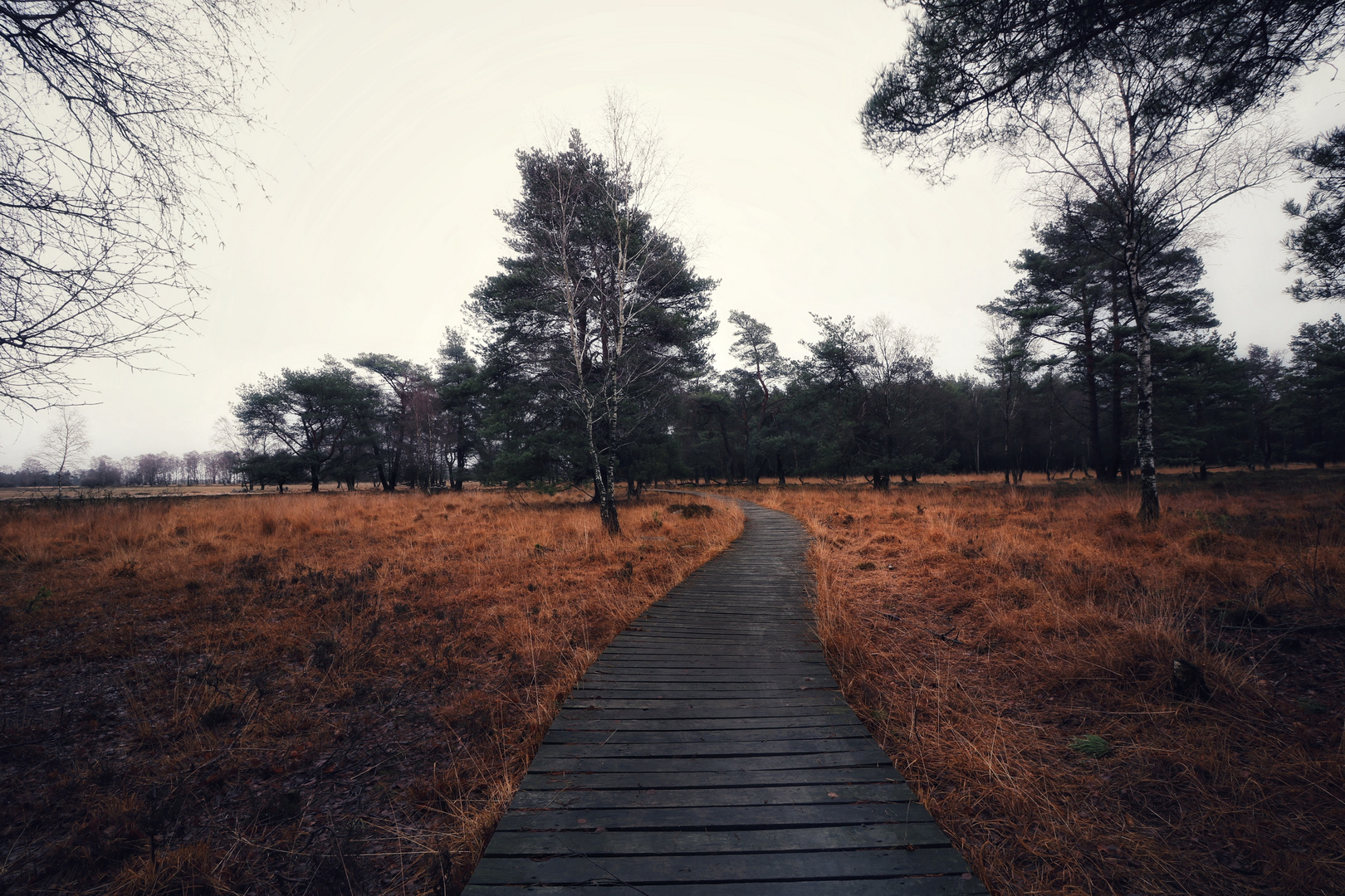 Lüneburger Heide