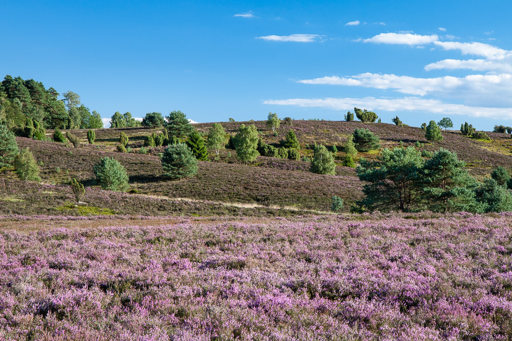 Lüneburger Heide