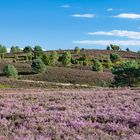 Lüneburger Heide