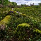 Lüneburger Heide