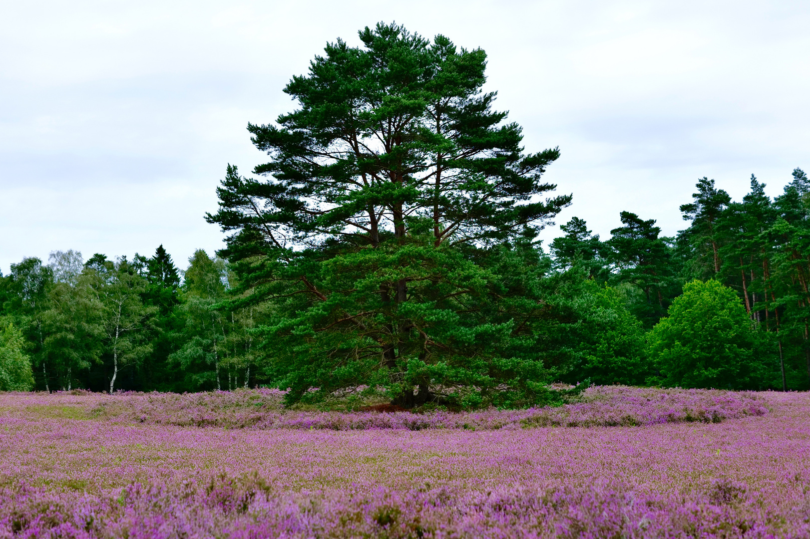 Lüneburger Heide