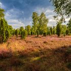 Lüneburger Heide 6