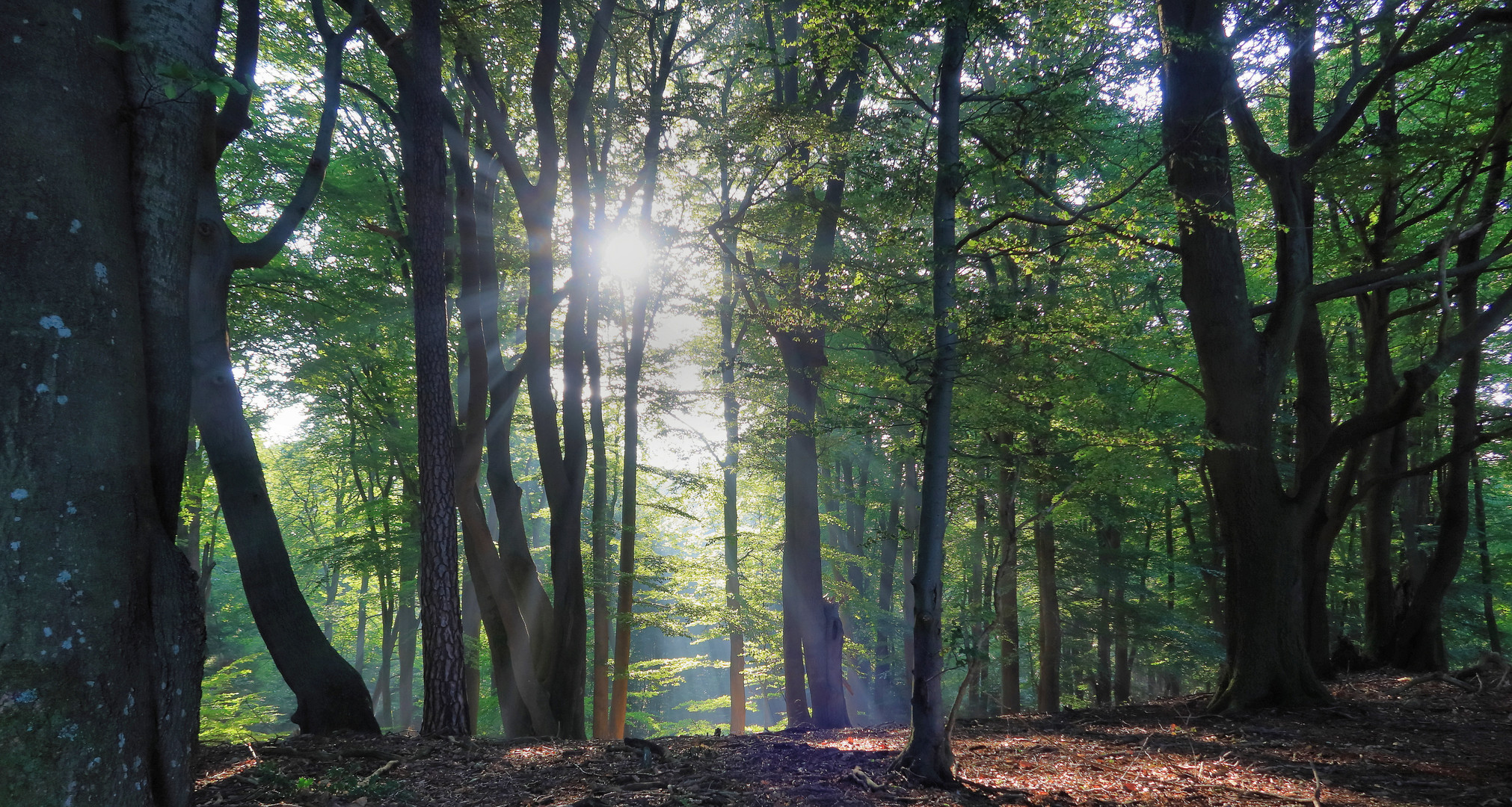 Lüneburger Heide