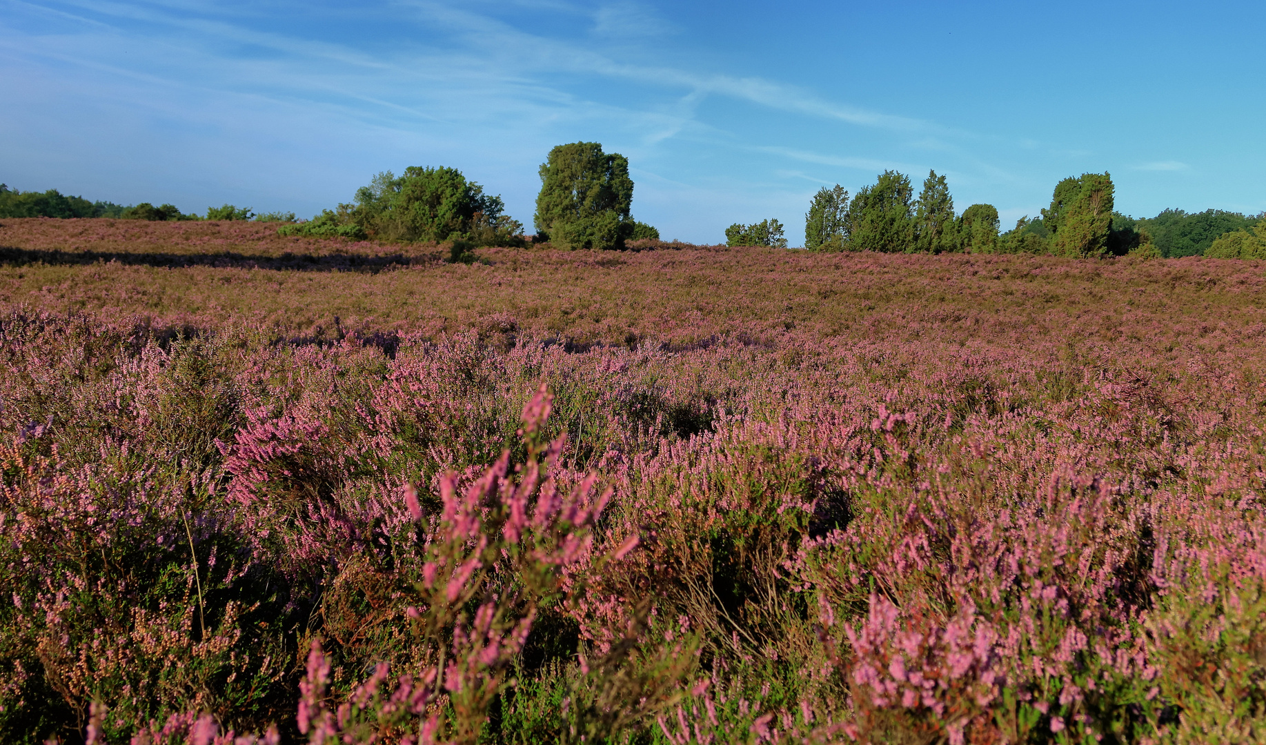 Lüneburger Heide