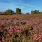 Lüneburger Heide