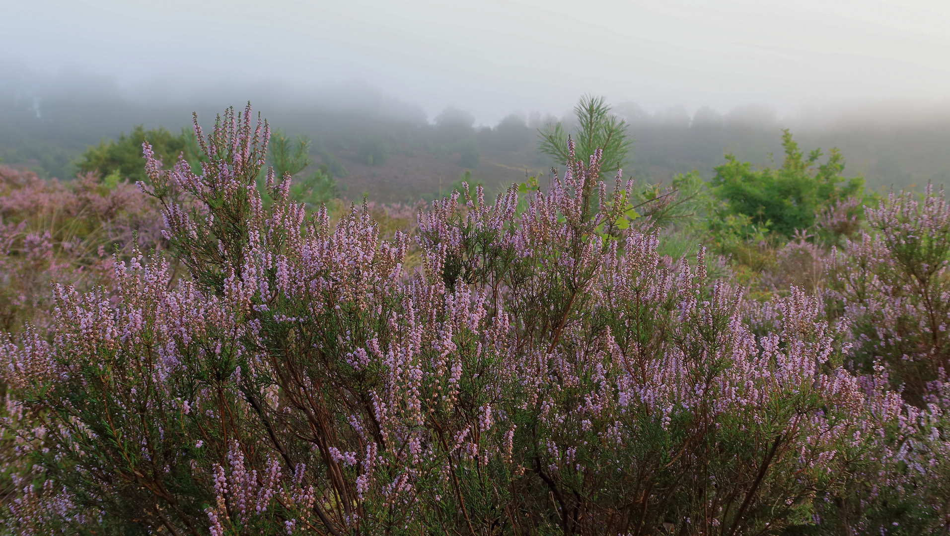 Lüneburger Heide