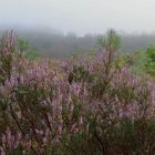 Lüneburger Heide