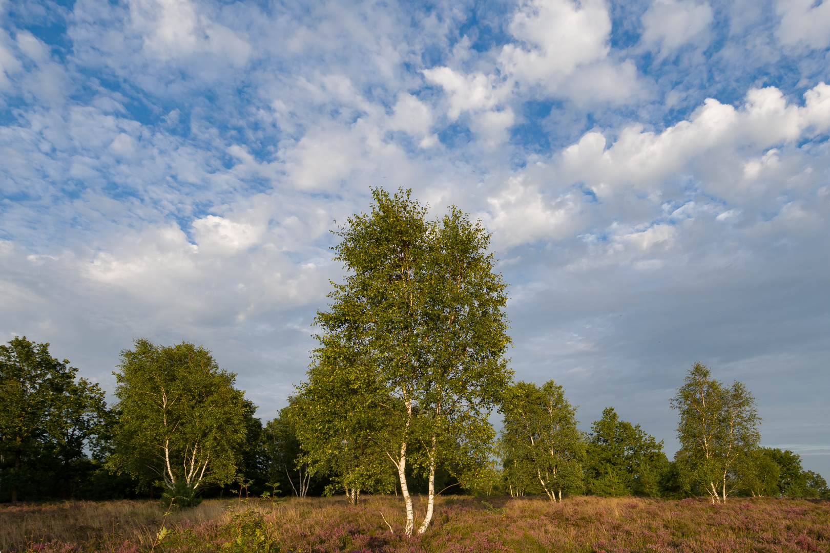 Lüneburger Heide