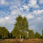 Lüneburger Heide