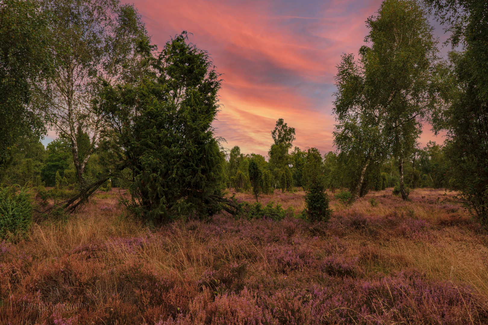 Lüneburger Heide