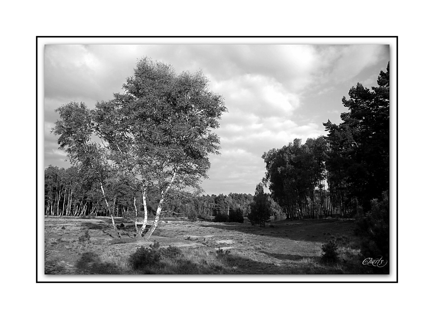 .....lüneburger heide.......