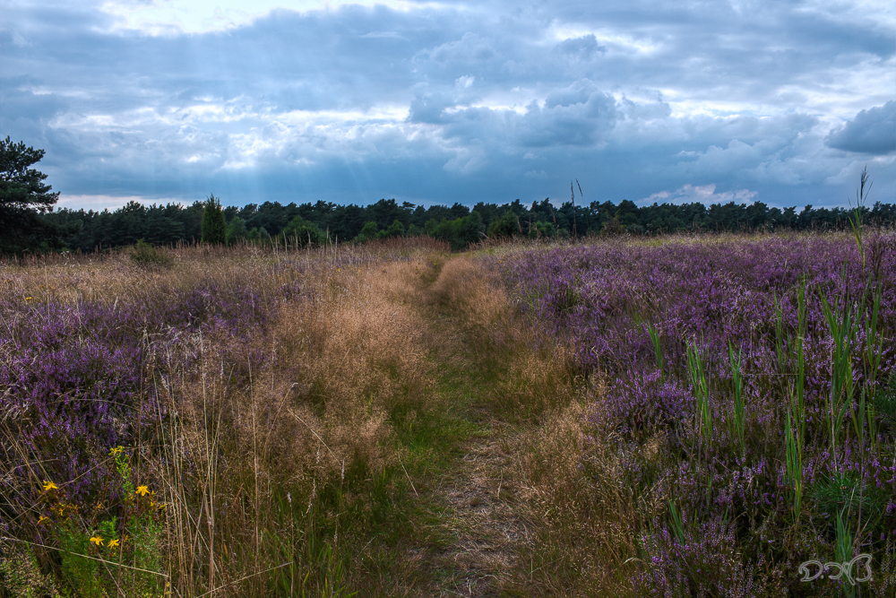 Lüneburger Heide