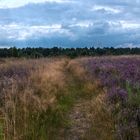 Lüneburger Heide