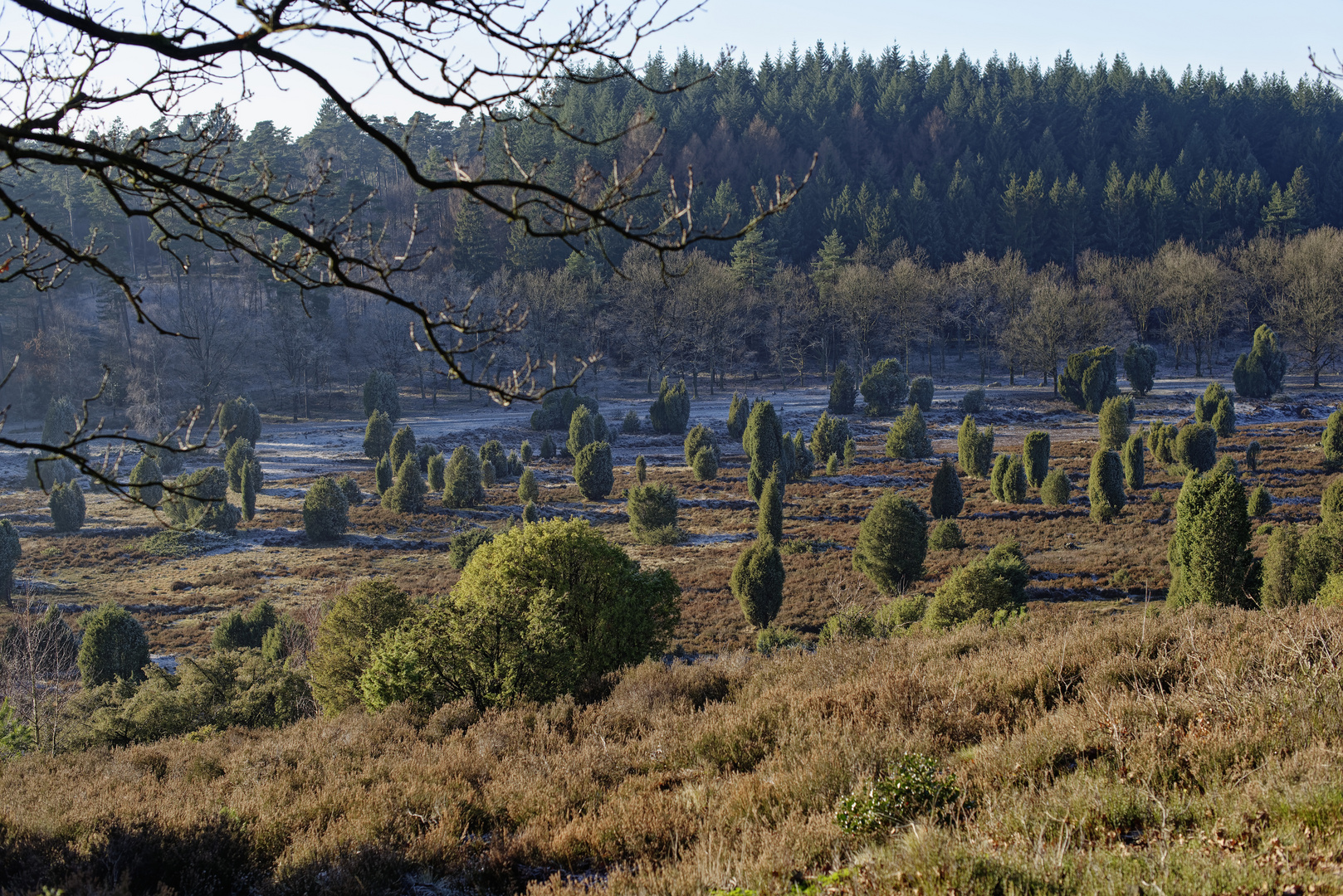 Lüneburger Heide