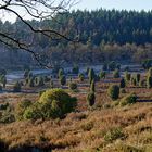 Lüneburger Heide