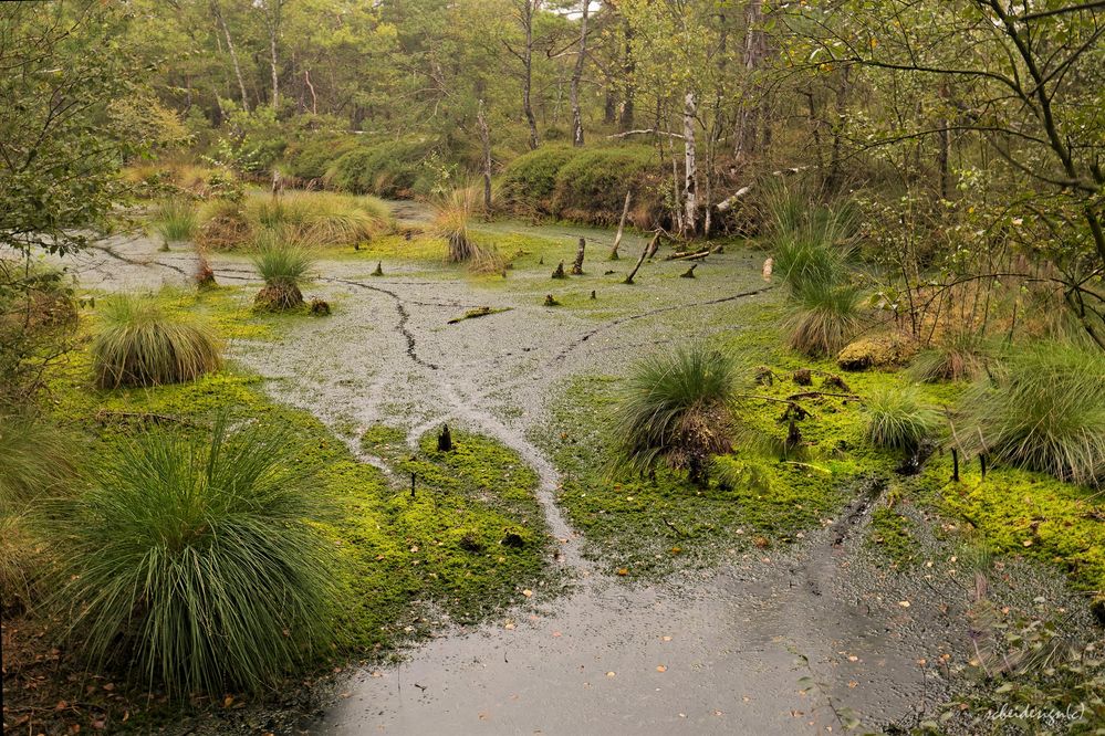 Lüneburger Heide