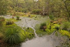 Lüneburger Heide