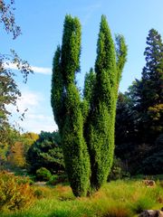 Lüneburger Heide ?